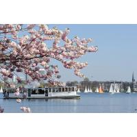 2000_2653 Kirschblüte an der Hamburger Alster - Alsterdampfer und Segelboote auf dem See. | 